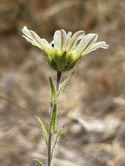 Hemizonia congesta