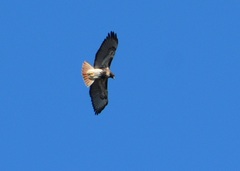 Buteo jamaicensis umbrinus