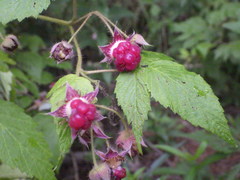 Rubus idaeus strigosus