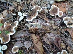 Phellodon confluens