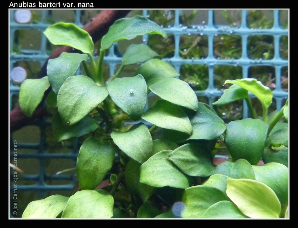 Anubie de Barter (Anubias barteri var. barteri)