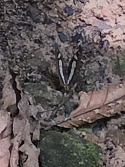 Metamorpha elissa