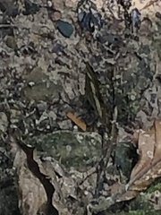 Metamorpha elissa