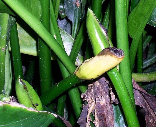 Aglaodorum griffithii