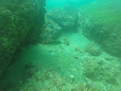 Halichoeres chierchiae