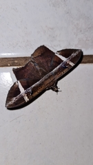 Hemeroblemma mexicana