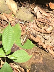 Metamorpha elissa