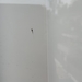 photo of Mayflies (Ephemeroptera)