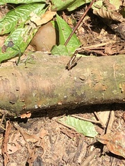 Metamorpha elissa