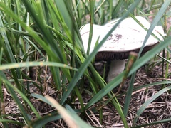 Agaricus