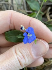 Commelina cyanea
