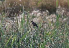 Xanthocephalus xanthocephalus