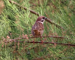 Passer montanus montanus