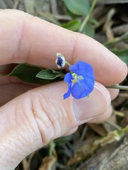 Commelina cyanea