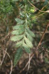 Cephalaria transsylvanica