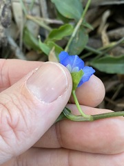 Commelina cyanea