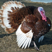 Domestic Turkey - Photo (c) Mtshad, some rights reserved (CC BY-SA)