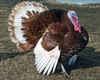 Domestic Turkey - Photo (c) Mtshad, some rights reserved (CC BY-SA)