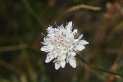 Cephalaria transsylvanica