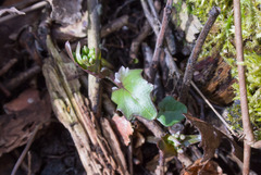 Cardamine douglassii