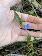 Commelina cyanea