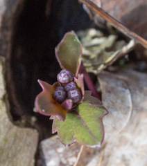 Cardamine douglassii