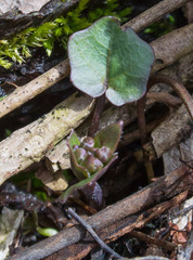 Cardamine douglassii