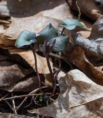 Cardamine douglassii