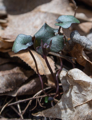 Cardamine douglassii