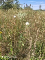 Cephalaria transsylvanica