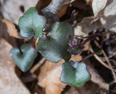 Cardamine douglassii