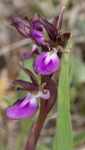 Fan-lipped Orchid