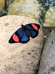 Batesia hypochlora