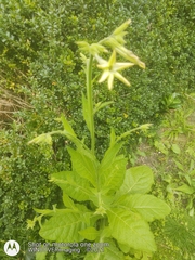 Nicotiana alata