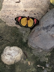 Batesia hypochlora