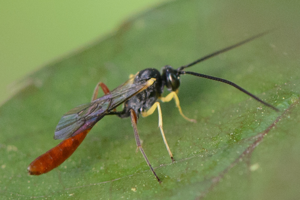 Campopleginae