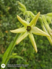 Nicotiana alata