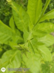 Nicotiana alata