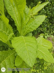 Nicotiana alata