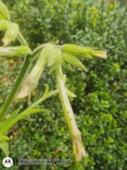 Nicotiana alata