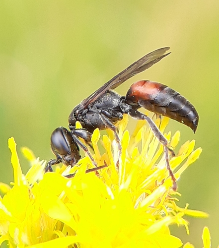 Larropsis distincta