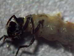 Psychoglypha bella
