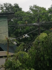 Tyrannus melancholicus