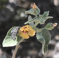 Heliothelopsis costipunctalis