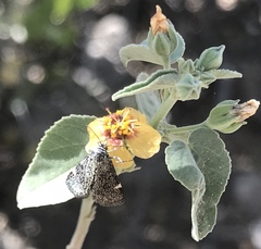 Heliothelopsis costipunctalis