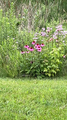 Echinacea purpurea