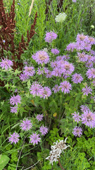 Monarda fistulosa