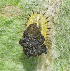 Cassida rubiginosa