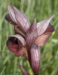 Bilamellaria