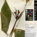 Curcuma rhabdota - Photo (c) Royal Botanic Garden Edinburgh, μερικά δικαιώματα διατηρούνται (CC BY-NC)
